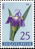 Colnect-5501-901-German-Iris-Iris-germanica.jpg