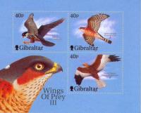 Colnect-121-098-European-Hobby-Falco-subbuteo.jpg