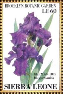 Colnect-4207-975-German-Iris-Iris-germanica.jpg