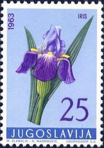 Colnect-4489-028-German-Iris-Iris-germanica.jpg