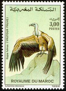 Colnect-1347-826-Griffon-Vulture-Gyps-fulvus.jpg