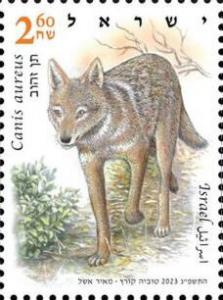 Colnect-19581-731-Golden-jackal-Canis-aureus.jpg