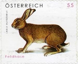 Colnect-1025-116-European-Hare-Lepus-europaeus.jpg