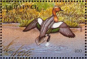 Colnect-1047-761-Eurasian-Wigeon-Anas-penelope.jpg