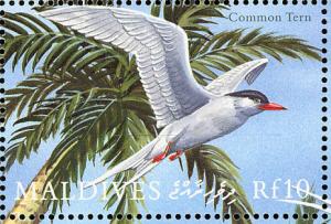 Colnect-1631-368-Common-Tern-Sterna-hirundo.jpg