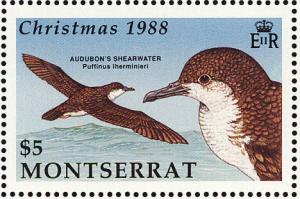 Colnect-1785-042-Audubon--s-Shearwater-nbsp-.jpg