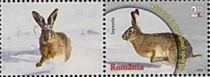 Colnect-1935-714-European-Hare-Lepus-europaeus.jpg