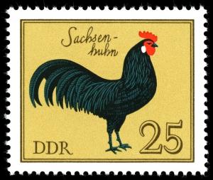 Colnect-1980-398-Sachsenhuhn-Gallus-gallus-domesticus.jpg