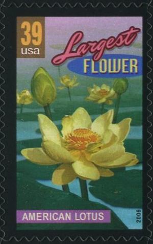 Colnect-202-562-American-lotus-largest-flower.jpg