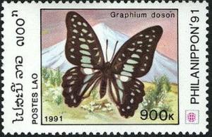 Colnect-2259-429-Common-Jay-Graphium-doson.jpg