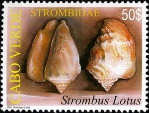 Colnect-2517-747-Bubonian-Conch-Strombus-latus-.jpg