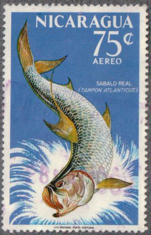 Colnect-2706-006-Tarpon-Megalops-atlanticus.jpg