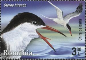 Colnect-2915-333-Common-Tern-Sterna-hirundo.jpg