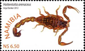 Colnect-3063-320-Scorpion-Hottentotta-arenaceus.jpg