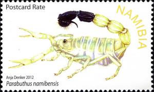 Colnect-3063-321-Scorpion-Parabuthus-namibensis.jpg