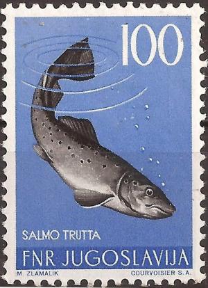 Colnect-3104-865-Brown-Trout-Salmo-trutta.jpg