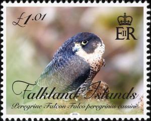 Colnect-3229-063-Peregrine-Falcon-Falco-peregrinus-ssp-cassini-.jpg