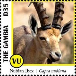 Colnect-3531-931-Nubian-Ibex-Capra-nubiana.jpg