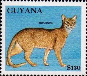 Colnect-4910-220-Abyssinian-Felis-silvestris-catus.jpg