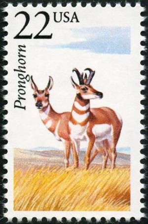 Colnect-5026-783-Pronghorn-Antilocapra-americana.jpg