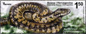 Colnect-5132-407-Bosnian-Northern-Viper-Vipera-berus-bosniensis.jpg