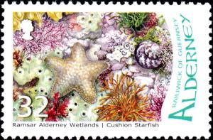 Colnect-5430-566-Cushion-Starfish-Culcita-sp-.jpg