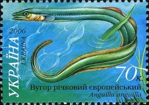 Colnect-5518-572-European-Eel-Anguilla-anguilla.jpg