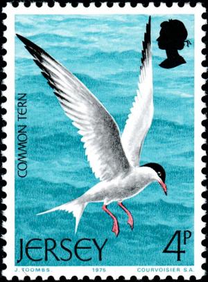 Colnect-5961-943-Common-Tern-Sterna-hirundo.jpg