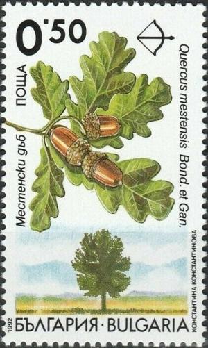 Colnect-5965-266-Endemic-trees-in-Bulgaria---Quercus-mestensis.jpg