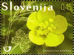 Colnect-689-180-Flora---weeds-in-cereals--Ranunculus-arvensis.jpg