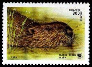 Colnect-714-670-European-Beaver-Castor-fiber.jpg