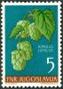 Colnect-5658-095-Common-Hop-Humulus-lupulus.jpg