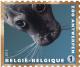 Colnect-1572-795-Common-Seal-Phoca-vitulina.jpg