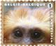 Colnect-1572-798-Golden-headed-Lion-Tamarin-Leontideus-chrysomelas.jpg