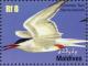 Colnect-1631-453-Common-Tern-Sterna-hirundo.jpg