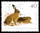 Colnect-1975-390-European-Hare-Lepus-europaeus.jpg