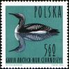 Colnect-1988-415-Black-throated-Loon-Gavia-arctica.jpg