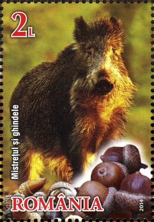 Colnect-2760-081-Wild-Boar-Sus-scrofa-Acorns.jpg