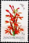 Colnect-1018-119-Lobelia-cardinalis.jpg