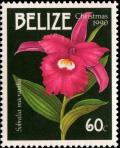 Colnect-2229-602-Sobralia-macrantha.jpg