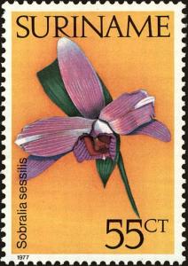 Colnect-4977-836-Sobralia-Sessilis.jpg