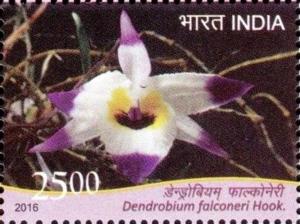 Colnect-3501-794-Dendrobium-falconeri-Hook.jpg