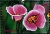 Colnect-3609-748-Calochortus-nuttallii.jpg