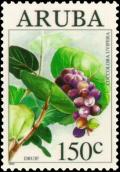 Colnect-3750-966-Coccoloba-uvifera.jpg