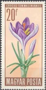 Colnect-508-138-Woodland-Crocus-Crocus-tommasinianus.jpg