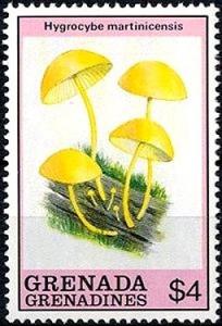 Colnect-2932-867-Hygrocybe-martinicensis.jpg