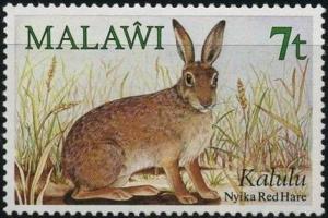 Colnect-1734-802-Smith-s-Red-Rock-Hare-Pronolagus-rupestris.jpg