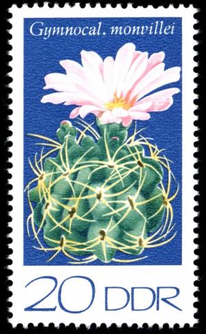 Colnect-1979-193-Gymnocalycium-monvillei.jpg