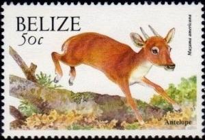 Colnect-2346-075-Red-Brocket-Mazama-americana.jpg