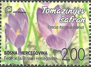 Colnect-3154-319-Crocus-tommasinianus.jpg